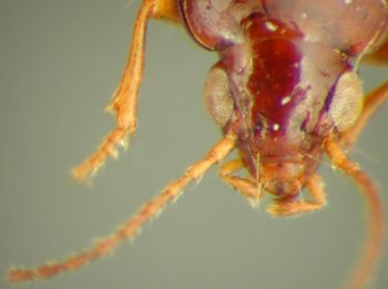 Media type: image; Entomology 33059   Aspect: head dorsal view
